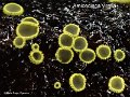 Amicodisca virella-amf2171